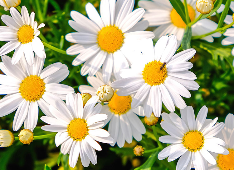 White daisy flowers with yellow centers bloom among green leaves, with a small insect on one daisy.