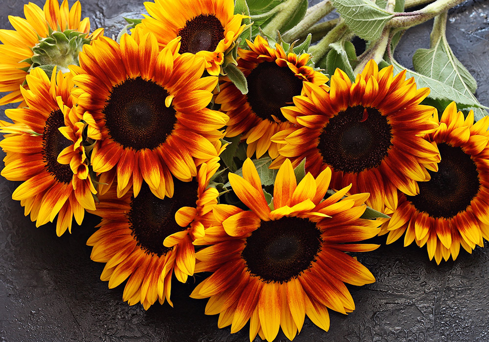 A bouquet of vibrant orange and yellow sunflowers lies on a textured dark gray surface.