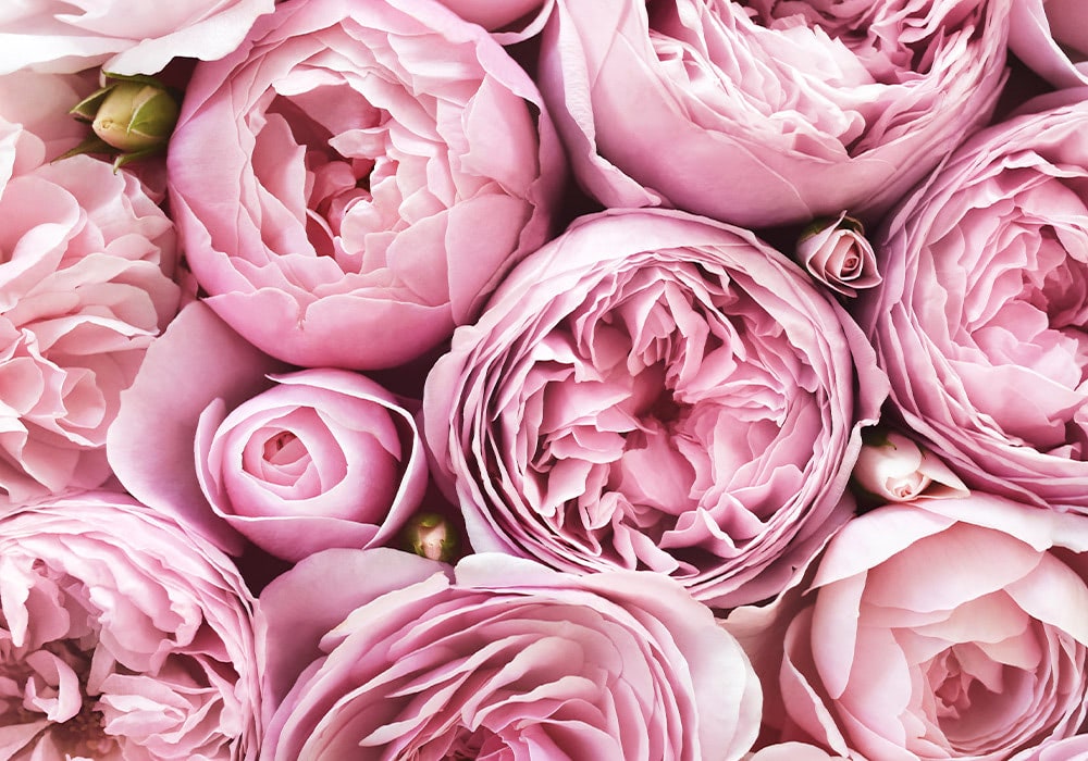 Pink roses, tightly packed, display varying stages of bloom, creating a densely textured, vibrant floral arrangement. The surrounding environment suggests a decorative or celebratory setting.