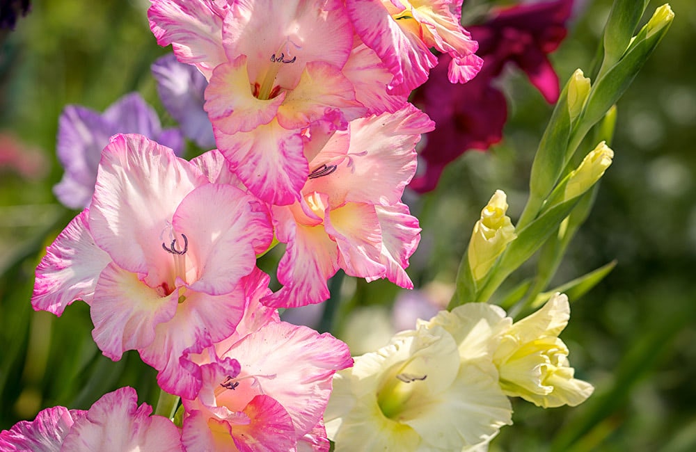 Pink and yellow gladiolus flowers bloom vibrantly, surrounded by blurred greenery and other flowers in various colors, under bright sunlight.