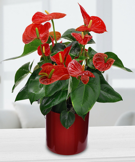 Potted Anthurium Plant