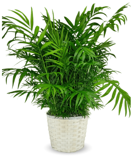 Parlor Palm