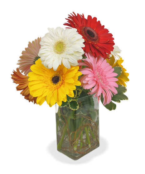 Gerbera Daisy Arrangement