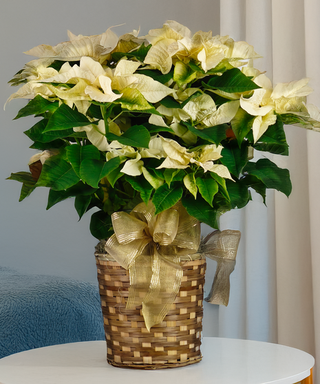 Elegant White Poinsettia in Woven Basket