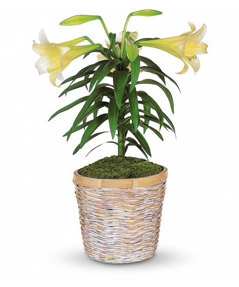 Easter Lily Plants