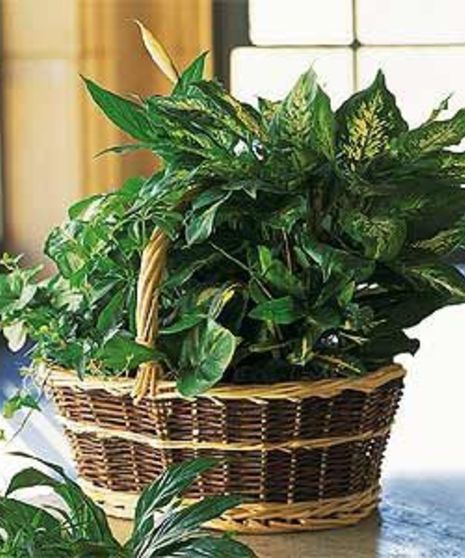 Green Garden Basket