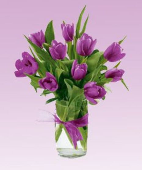 Purple Tulips