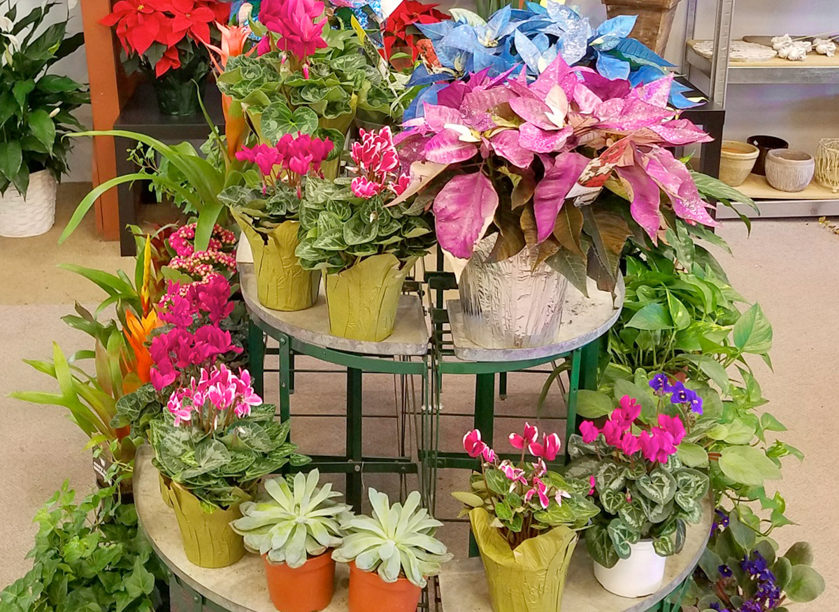 Gorgeous flower and plant arrangements in a wide range of pots and baskets